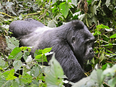 Uganda Gorilla Trekking tours